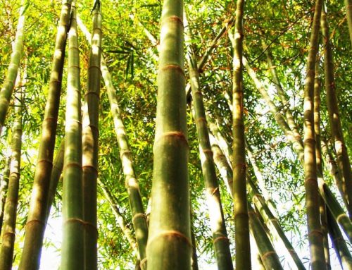 5 skäl till varför du bör bära bambukläder
